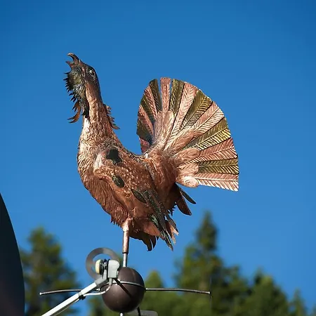 Gallo Cedrone 3*