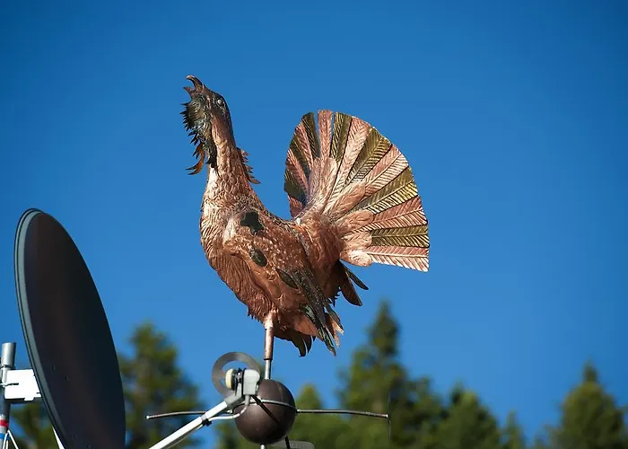 Gallo Cedrone 3*