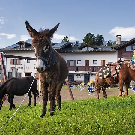 Gallo Cedrone 3* Valdisotto